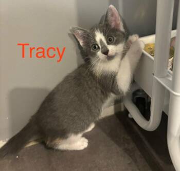 Tracy -  Dilute Calico Cat for Adoption in Hamilton, Ontario - Tracy | PetCurious