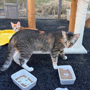Carol -  Domestic Short Hair Cat for Adoption in Pleasanton, California - Carol | PetCurious