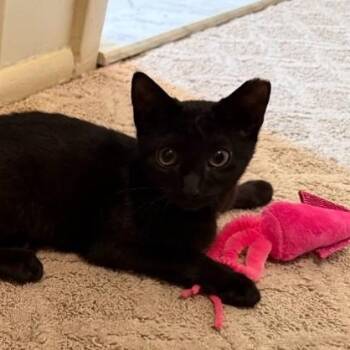 Rescue Domestic Short Hair Cats for Adoption in Philadelphia, Pennsylvania - Toe Furkey | PetCurious