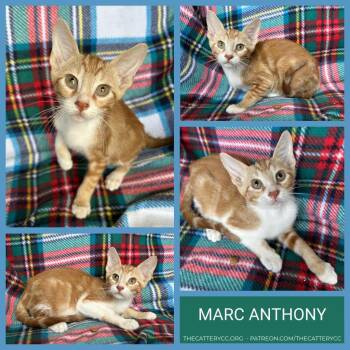 Marc Anthony -  Domestic Short Hair Cat for Adoption in Corpus Christi, Texas - Marc Anthony | PetCurious
