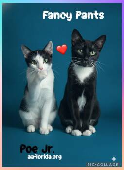 Fancy Pants & Poe Jr. -  Domestic Short Hair and Tuxedo Cat for Adoption in Pensacola, Florida - Fancy Pants & Poe Jr. | PetCurious