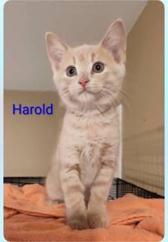 Harold -  Domestic Short Hair Cat for Adoption in Sainte-martine, Quebec - Harold | PetCurious