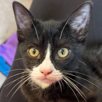 Tortellini -  Extra Toes Cat Hemingway Polydactyl and Domestic Short Hair Cat for Adoption in Jefferson, Wisconsin - Tortellini | PetCurious