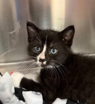 Domestic Medium Hair Cats Available for Adoption in Yankton, South Dakota - Rowdy | PetCurious
