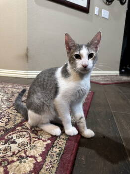 Rescue Domestic Short Hair and Tabby Cats for Adoption in Rosenberg, Texas - Hopper | PetCurious