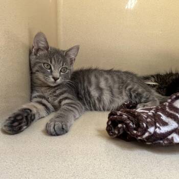 Seasmoke -  Tabby Cat for Adoption in Clarksville, Virginia - Seasmoke | PetCurious