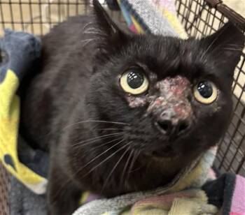 MIRACLE -  Domestic Short Hair Cat for Adoption in Ontario, California - MIRACLE | PetCurious