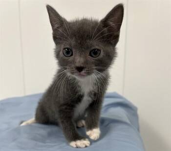 Domestic Short Hair Cats Available for Adoption in Fort Lauderdale, Florida - SIRI | PetCurious