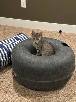 Jason -  Domestic Short Hair Cat for Adoption in Groveland, Massachusetts - Jason | PetCurious