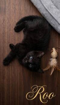 Roo -  Domestic Short Hair Cat Available for Adoption in Miami, Oklahoma - Roo | PetCurious