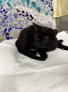 Domestic Short Hair Cats Available for Adoption in Pensacola, Florida - CHOLE | PetCurious