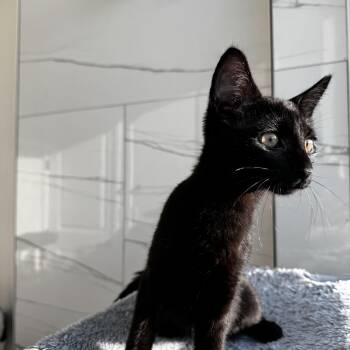 YOLO -  Oriental Short Hair and Bombay Cat for Adoption in St. Petersburg, Florida - YOLO | PetCurious