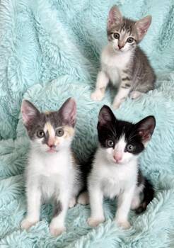 Persephone, Artemis & Lancaster -  Tabby and Calico Cat for Adoption in Homestead, Florida - Persephone, Artemis & Lancaster | PetCurious
