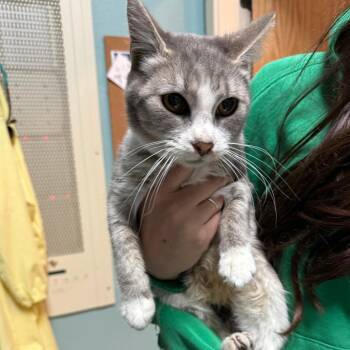 Mila -  Domestic Short Hair Cat for Adoption in Bend, Oregon - Mila | PetCurious