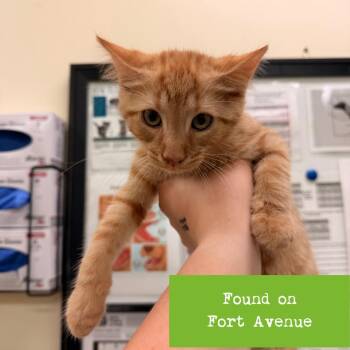 Mike Love -  Domestic Short Hair Cat for Adoption in Lynchburg, Virginia - Mike Love | PetCurious