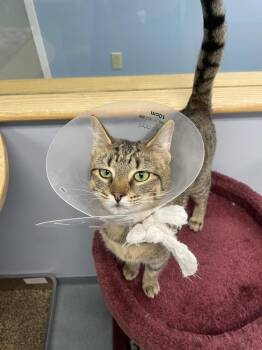 Domestic Short Hair Cats Available for Adoption - Marina | PetCurious