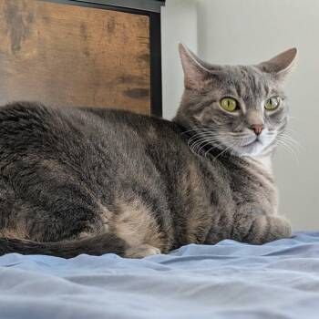 Rain -  Domestic Short Hair Cat for Adoption in Toronto, Ontario - Rain | PetCurious