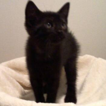 Domestic Short Hair Cats Available for Adoption in Knoxville, Tennessee - Kashmire | PetCurious