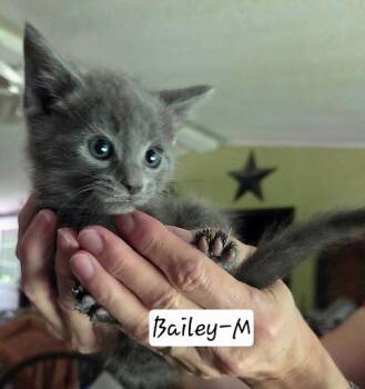 Bailey -  American Shorthair Cat for Adoption in Bethel, Connecticut - Bailey | PetCurious