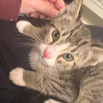 Abner -  Domestic Short Hair Cat for Adoption in Crookston, Minnesota - Abner | PetCurious
