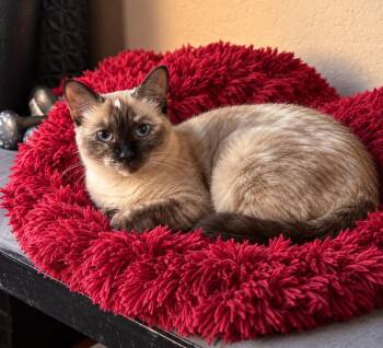 Serendipity Leister -  Domestic Short Hair and Siamese Cat for Adoption in Chandler, Arizona - Serendipity Leister | PetCurious