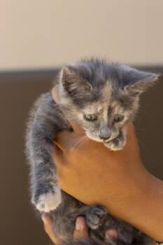 Nova -  Domestic Short Hair Cat for Adoption in Elk Grove, California - Nova | PetCurious
