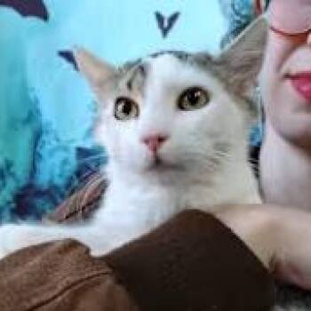 Rescue Domestic Long Hair Cats for Adoption - Matthew | PetCurious