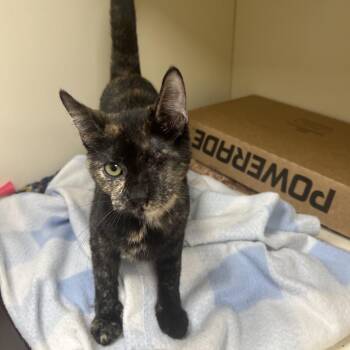 Galleria -  Domestic Short Hair Cat for Adoption in La Grange, Kentucky - Galleria | PetCurious