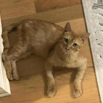 Rescue Domestic Short Hair Cats for Adoption in Vine Grove, Kentucky - Sam | PetCurious
