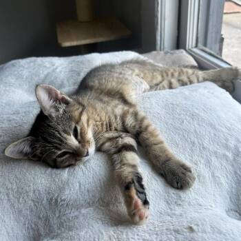 Latte -  Domestic Short Hair Cat for Adoption in Roanoke, Virginia - Latte | PetCurious