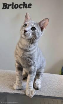Brioche -  Domestic Short Hair Cat for Adoption in Quail Heights, Florida - Brioche | PetCurious