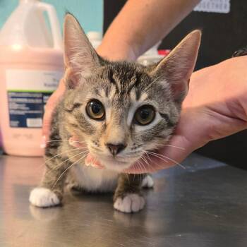 Rescue Domestic Short Hair Cats for Adoption in Graham, Texas - Caprisun | PetCurious