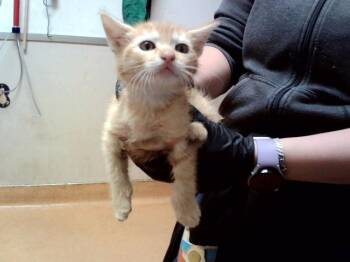 A1049325 -  Domestic Short Hair Cat for Adoption in Martinez, California - A1049325 | PetCurious