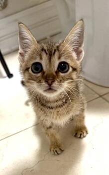 Fruit Punch -  Domestic Short Hair Cat for Adoption in Chicago, Illinois - Fruit Punch | PetCurious