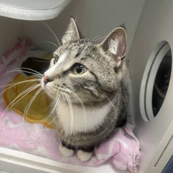 Rescue Domestic Short Hair Cats for Adoption in Philadelphia, Pennsylvania - Buttons | PetCurious