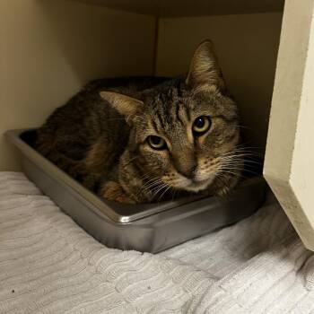 Pumba -  Domestic Short Hair Cat for Adoption in Murray, Utah - Pumba | PetCurious