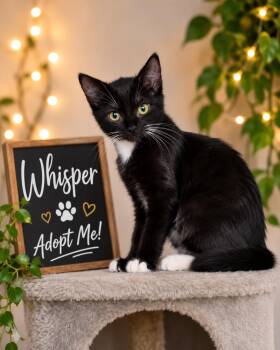 Whisper 4430 -  Domestic Short Hair Cat for Adoption in Dallas, Texas - Whisper 4430 | PetCurious