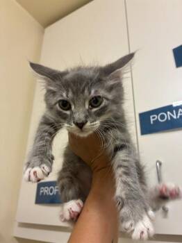 ORBIT -  Domestic Short Hair Cat for Adoption in Fremont, California - ORBIT | PetCurious