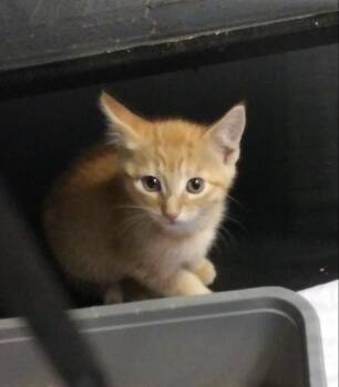 Ian -  Domestic Short Hair Cat for Adoption in PORT WENTWRTH, Georgia - Ian | PetCurious