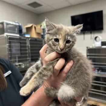 Dorthy -  Domestic Short Hair Cat for Adoption in Hinesville, Georgia - Dorthy | PetCurious