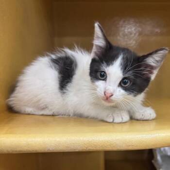 FWT Jupiter -  Domestic Short Hair Cat for Adoption in Midland, Texas - FWT Jupiter | PetCurious