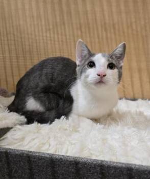 Domestic Short Hair Cats Available for Adoption - Willow | PetCurious