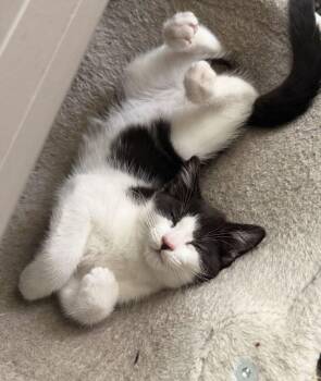 Velly -  Domestic Short Hair Cat for Adoption in Colorado Springs, Colorado - Velly | PetCurious