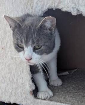 Domestic Short Hair Cats Available for Adoption - Macey | PetCurious