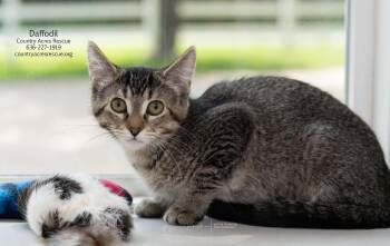 Daffodil -  Domestic Short Hair Cat for Adoption in Ballwin, Missouri - Daffodil | PetCurious