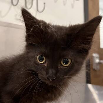 Pixie -  Domestic Long Hair and Domestic Short Hair Cat for Adoption in Washburn, Missouri - Pixie | PetCurious