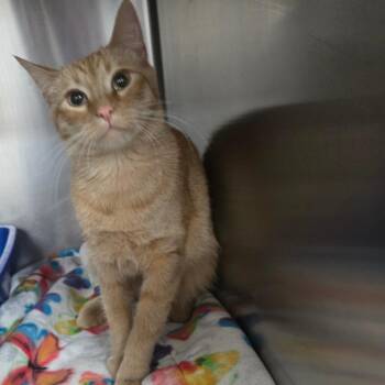 Domestic Short Hair Cats Available for Adoption in Idaho Falls, Idaho - Seraphina | PetCurious
