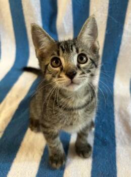 MOZART -  Domestic Short Hair Cat for Adoption in Pensacola, Florida - MOZART | PetCurious
