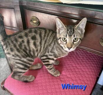 Domestic Short Hair Cats Available for Adoption - Whimsy | PetCurious