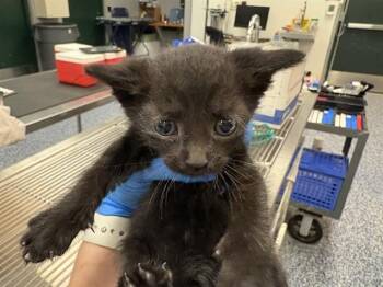 Domestic Short Hair Cats Available for Adoption in Thousand Palms, California - A1908828 | PetCurious
